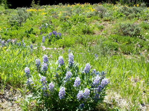 GDMBR: Lupine and Yellow Daisies.